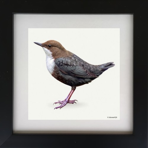 Wasseramsel fotografie - wasseramsel/, fotografie/