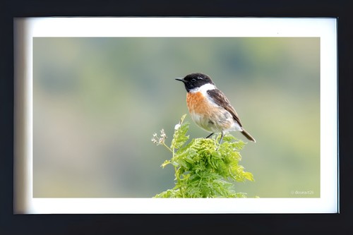 Schwarzkehlchen fotografie - schwarzkehlchen/, fotografie/