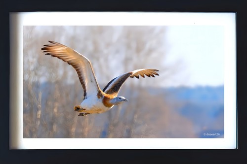 Grosstrappe anflug - im, anflug/