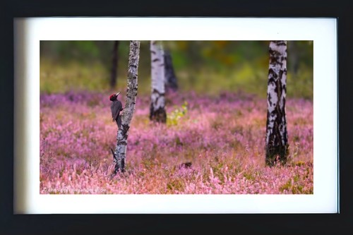 Schwarzspecht fotografie - schwarzspecht/, fotografie/