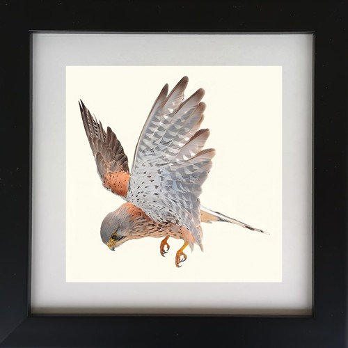 Turmfalke rüttelnd/